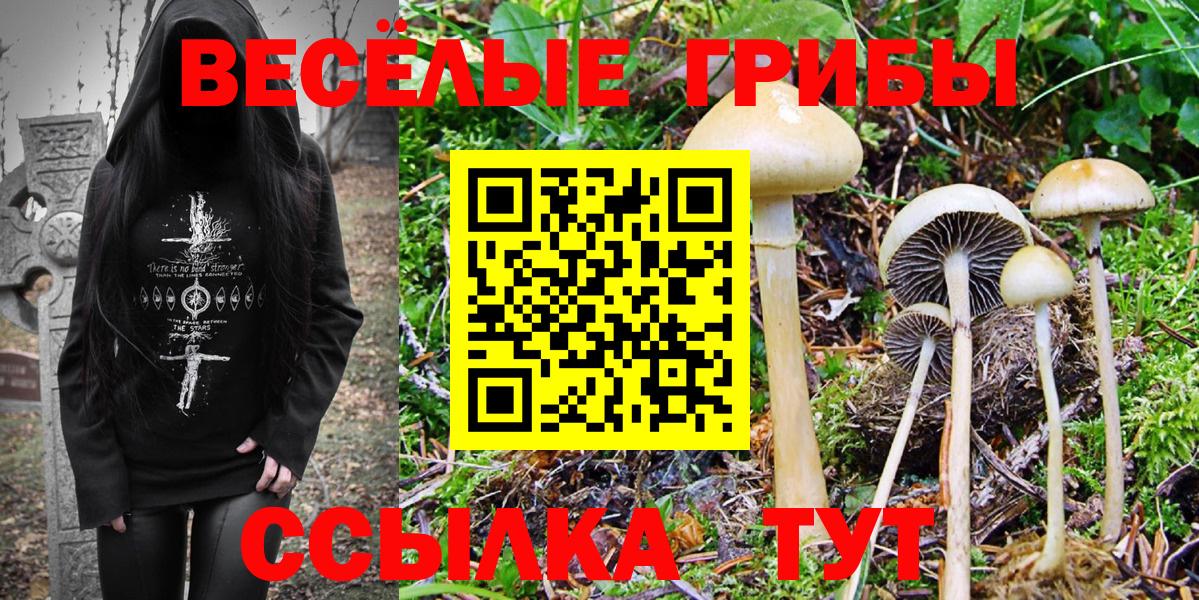 купить  цена  Галлюциногенные грибы Psilocybine cubensis  Вход с VPN  Отрадный 